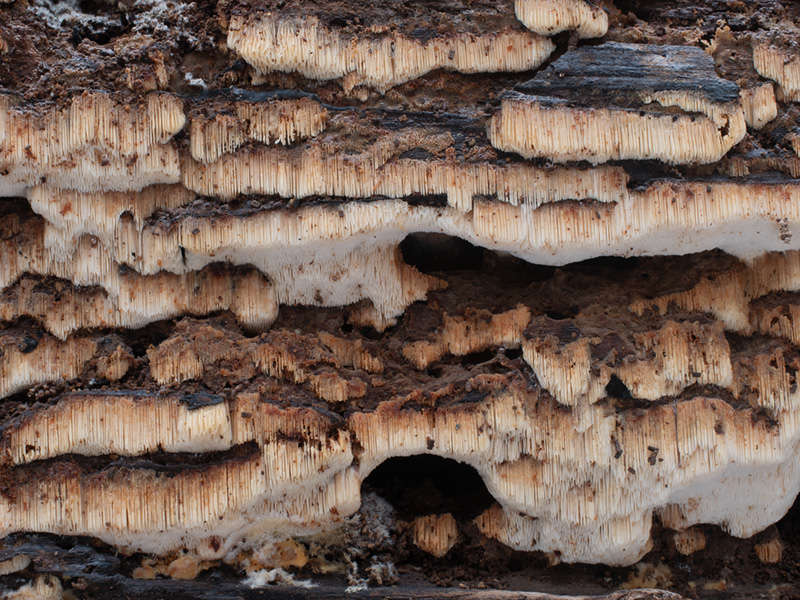 Pouzaroporia subrufa